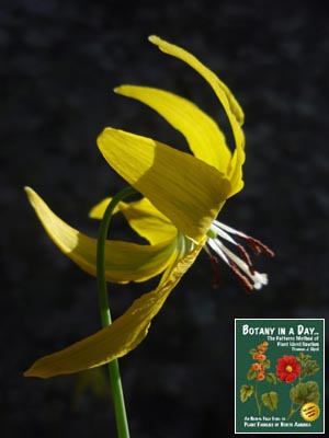 Erythronium grandiflorum. Glacier Lily.