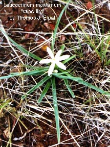 Leucocrinum montanum. Sand Lily.