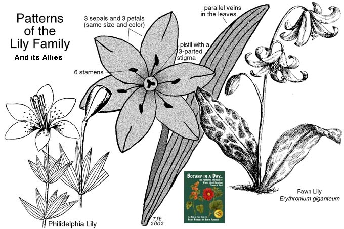 Liliaceae: Lily Family Plant Characteristics