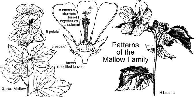 Family Malvaceae Mallow