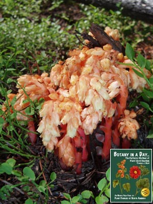 Monotropa hypopitys. Pine Sap.