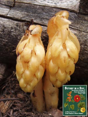 Monotropa hypopitys. Pine Sap.