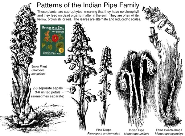 Monotropaceae: Indian Pipe Family Plant Identification Characteristics.