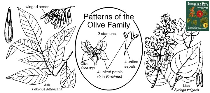 Olive Identification Chart