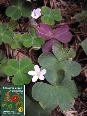 Oxalidaceae Wood Sorrel Family Identify Plants And Flowers