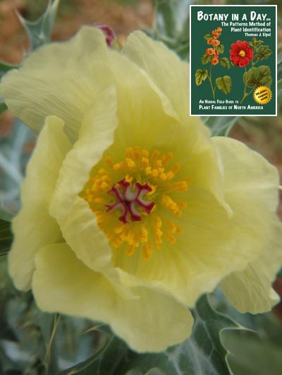 Argemone ochroleuca. Mexican Prickly Poppy.