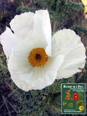 Papaver pleicantha. Prickly Poppy.