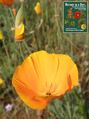 Eschscholzia californica. California Poppy.