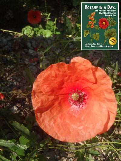  Common Poppy: Papaver rhoeas.