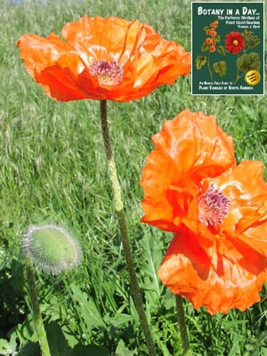 Papaver sp. Ornamental Poppy.