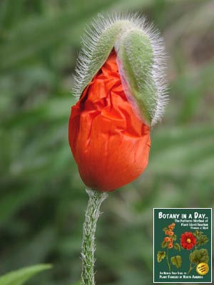 Papaver pp. Ornamental Poppy.