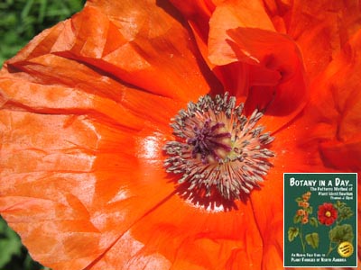 Papaver sp. Ornamental Poppy.