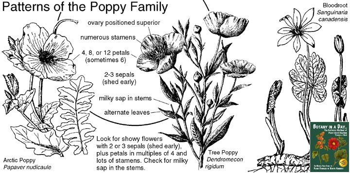 Papaveraceae: Poppy Family Plant Identification Characteristics.