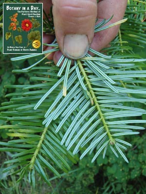 Abies grandis. Grand Fir.