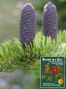 Abies lasiocarpa. Subalpine Fir.