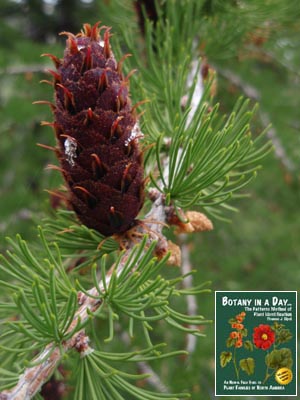 Larix lyallii. Subalpine Larch.