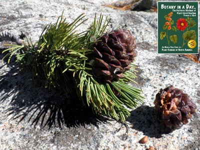 Pinus albicaulis. Whitebark Pine.