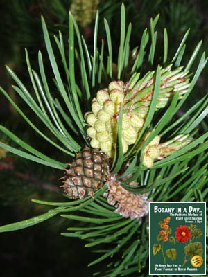 Pinus contorta. Lodgepole Pine.