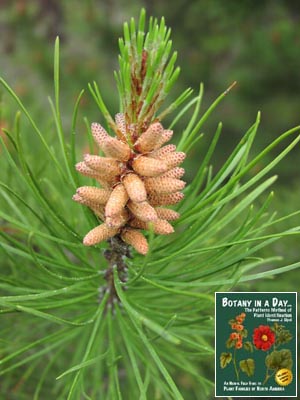 Pinus contorta. Lodgepole Pine.