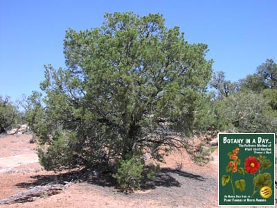 Pinus edulis. Pinion Pine.