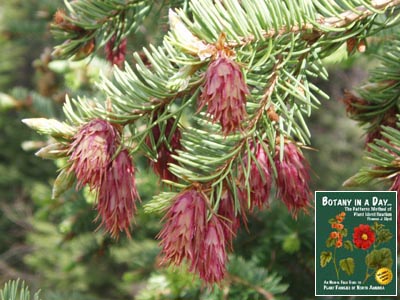 Pseudotsuga menziesii. Douglas Fir.