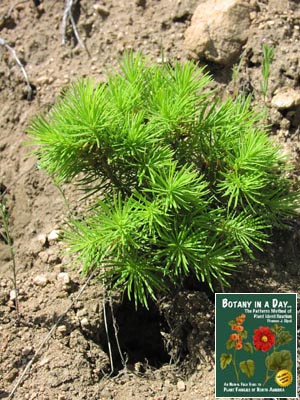 Pseudotsuga menziesii. Douglas Fir Seedling.