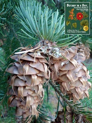 Pseudotsuga menziesii. Douglas Fir.