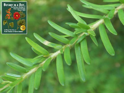 Tsuga heterophylla. Western Hemlock.