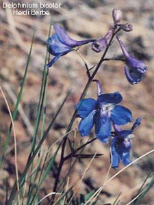 Delphinium bicolor. Larkspur Delphinium.