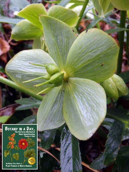Helleborus viridis. Green Hellebore.