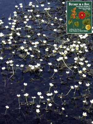 Ranunculus aquatilis. Water Buttercup.