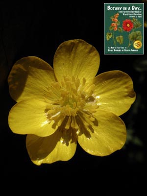 Ranunculus sp.: Buttercup.
