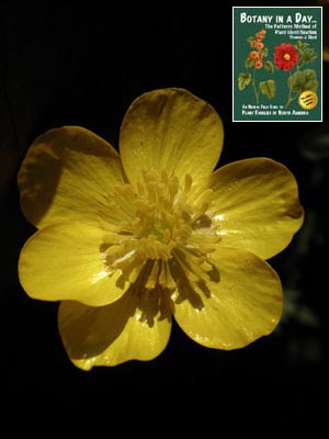 Ranunculaceae: Buttercup Family. Identify plants and flowers.