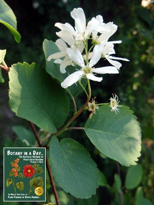 Amelanchier alnifolia. Serviceberry.