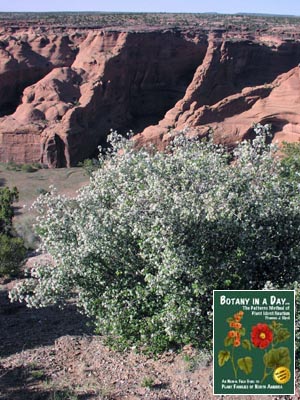 Amelanchier utahensis. Utah Serviceberry.