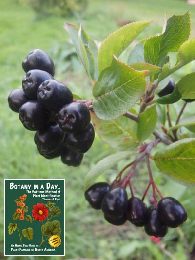 Black Chokeberry: Aronia melanocarpa.