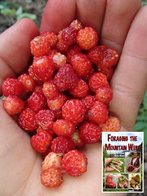 Fragaria sp. Wild Strawberries.