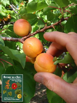 Prunus armeniaca. Apricot.