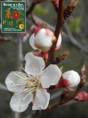 Prunus armeniaca. Apricot.