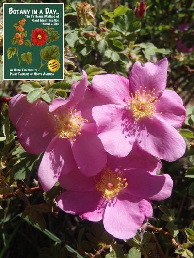 Rosa Woodsii Wood S Rose