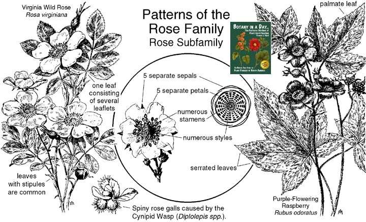 Rosaceae: Rose Family Plant Identification Characteristics.