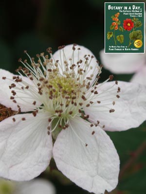 Rubus armeniacus (Syn. Rubus discolor). Himalayan Blackberry.