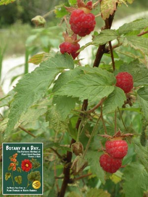 Rubus idaeus. Raspberry.