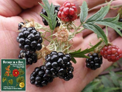 Rubus laciniatus. Cutleaf Evergreen Blackberry.
