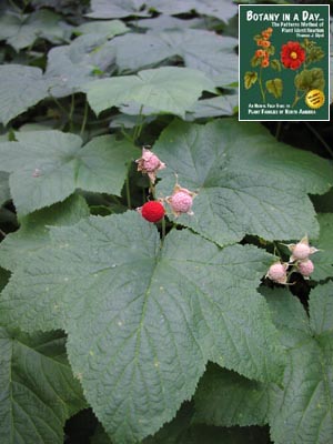 Rubus parviflorus. Thimble Berry.
