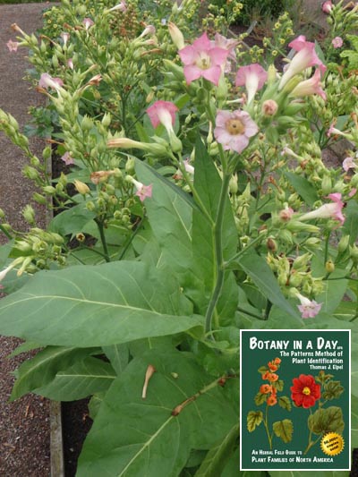 Cultivated Tobacco: Nicotiana tabacum.