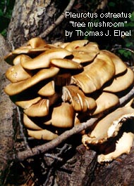 Pleurotus ostreatus: Tree Mushroom.