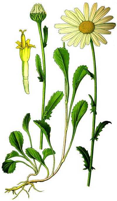 Leucanthemum vulgare drawing.