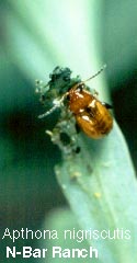 Apthona nigriscutis: Flea Beetle feeding on Leafy Spurge.